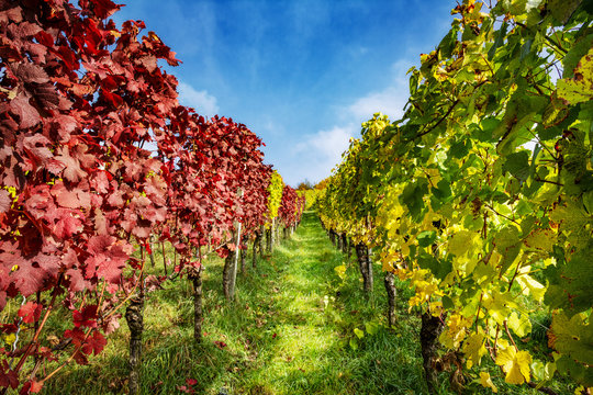 Weinberg Weinreben bei Weill am Rhein im Herbst