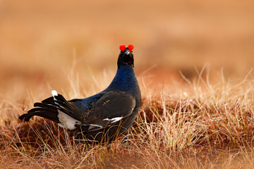 Black grouse on the bog meadow. Lekking nice bird Grouse, in marshland, Sweden. Spring mating season in the nature. Wildlife scene from north Europe. Black bird with red crest, white tail.