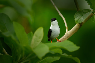 White-bearded Manakin, Manacus manacus, rare bird, Trinidad, Central America. Forest bird, wildlife scene from nature. Birdwatching in Trinidad. Manakin sitting in the green vegetation.
