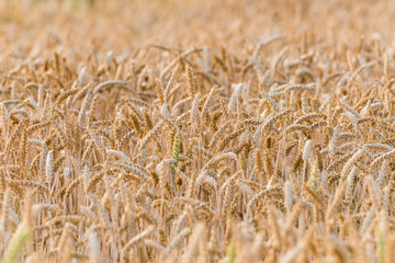A golden field with ripening wheat during summer