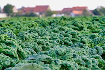 Blumenkohl im Knoblauchsland