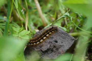 caterpillar on leaf