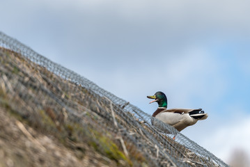Mallard duck sitting on thatched roof