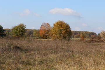 Fototapeta premium Autumn meadow is at the edge of the forest