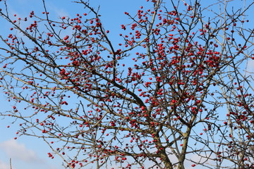 Red fruit ripened on the hawthorn bush
