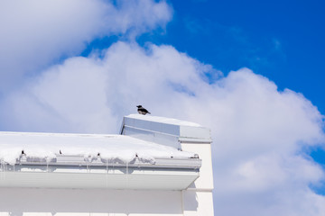 Black bird sitting on a rooftop covered with snow on a frosty winter's day.