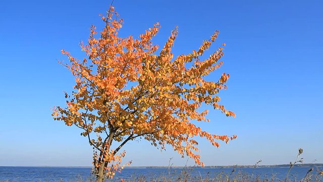 Autumn pear tree on the background of the sea