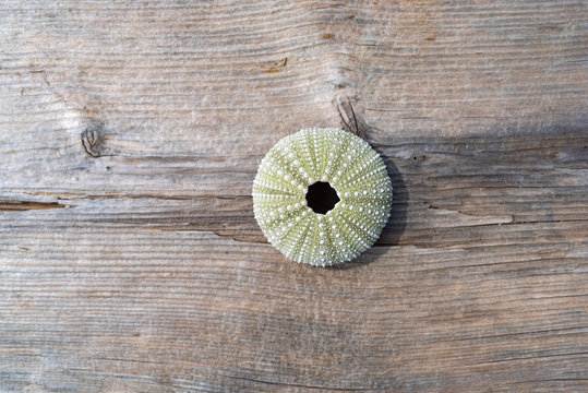Top view of the shell of a sea urchin on a brown weathered board.
