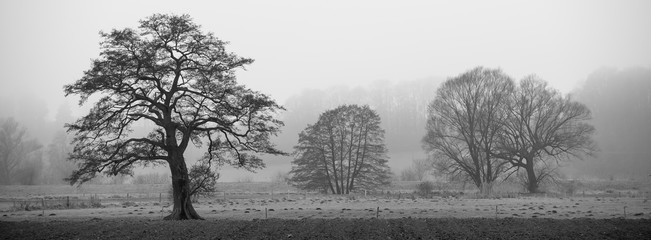 Landschaft im Nebel - obrazy, fototapety, plakaty
