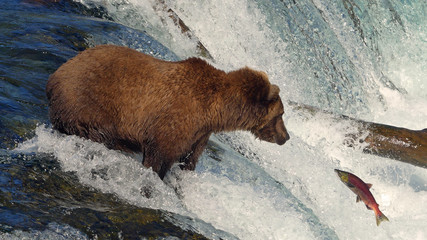 Grizzly in waterfall fishing salmon