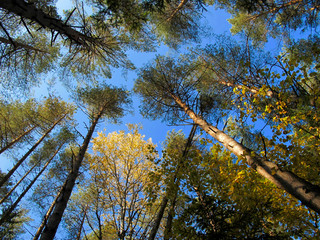 Autumn pine forest. Gold birch. Blue sky. Sunny day