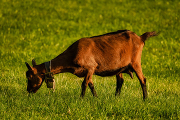 Ziegen auf der Weide