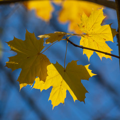 yellow maple leaves