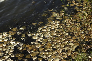 firewood, wood, texture, stack, woodpile, brown, pile, stones, log, stone, pattern, rock, nature, tree, timber, abstract, beach, natural, material, coffee, textured, heap