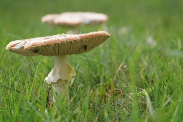 Fliegenpilze locken Fliegen an