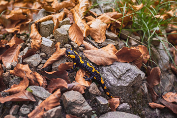 Europaean fire salamander (Salamandra salamandra) Romania, Sibiu county