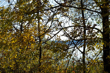 Obraz premium beautiful colors of autumn