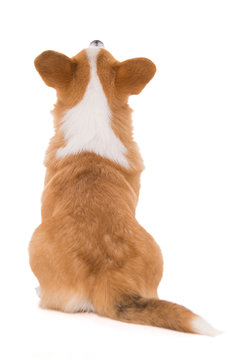 Welsh corgi dog from behind looking up - isolated on white background