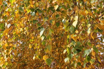 Beautiful yellow-green birch leaves against the sky-autumn landscape, background, texture, pattern