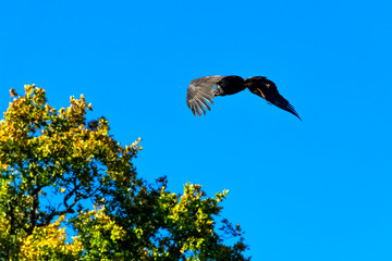 Young bald eagle (Haliaeetus leucocephalus) also known as white-headed or white-tailed eagle, sea eagle or American eagle
