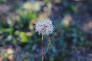 Obraz premium Pusteblume