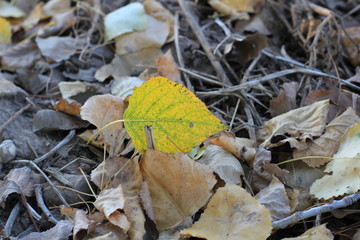 Herbstlaub Pappel