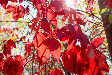 Beautiful red leaves in autumn day / Crop shot of a foliage and sunlight thru them as a background