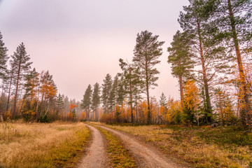 Obraz premium road in the foggy wild forest colored by autumn - yellow, orange birches and evergreen pine trees, typical north scandinavian forest landscape
