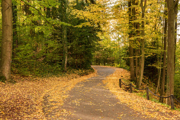Amazing golden autumn colors in the forest path track. Autumn Collection. Autumn forest scenery with warm light illumining the gold foliage and a footpath leading into the scene