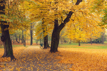 Colorful autumn park in Krakow, Poland