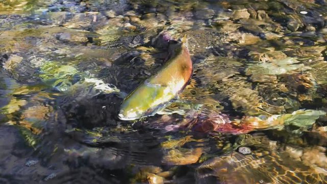 Sockeye salmon (Oncorhynchus nerka), also known as red salmon in spawning in British Columbia, Canada