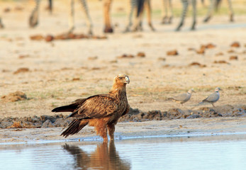 A Tawney Eagle Stands at the edge of a waterholw with blurred zebra legs in the background.  Hwange National Park, Zimbabwe