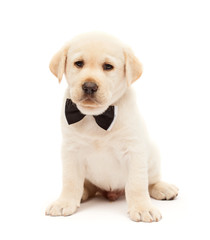 Serious labrador puppy dog with bow tie means business