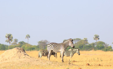 Fototapeta na wymiar Burchell Zebras - Equus Quagga - standing next to a small termite moud on the dry yellow African Plains with a palm tree and savannah backdrop. Hwange National Park, zIMBABWE