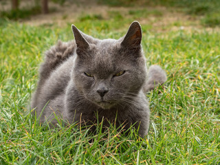 Naklejka na ściany i meble Gray fluffy cat. Cute gray kitten in the garden.