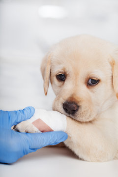 Cute labrador puppy dog with bandage on its paw helped by veterinary care professional