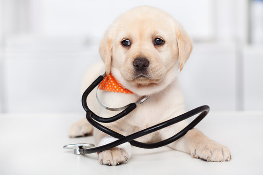 Dog With Stethoscope Images – Browse 29,467 Stock Photos, Vectors, and  Video | Adobe Stock