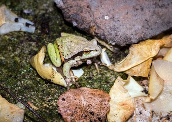 rzekotka drzewna mała żaba wśród jesiennych liści - obrazy, fototapety, plakaty