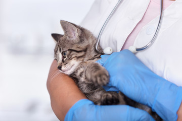 Small kitten in the arms of the veterinary care professional