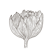Hand drawn tulip flower. Floral interior print. Sketched vector illustration. Tattoo flower line art