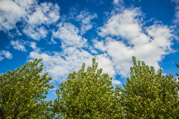 Obraz premium top of green trees and blue cloudy sky natural scenery landscape with empty space for copy or text