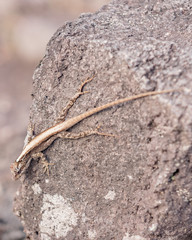 gecko