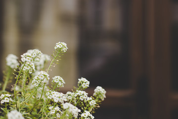 soft focus small white flowers decoration element inside home on brown unfocused background, copy space