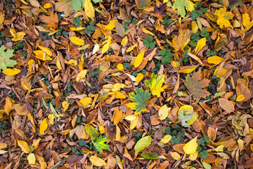 Autumn leaves background 