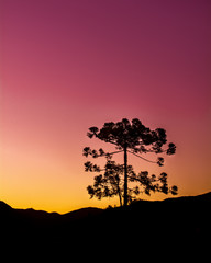 tree in sunset