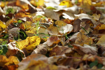 Autumn yellow leaves