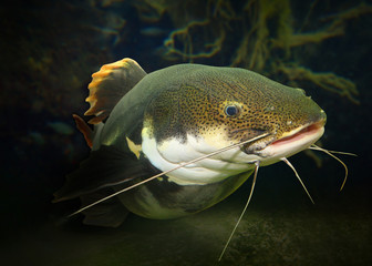 Underwater photography of The Red Tail Catfish (Phractocephalus hemiliopterus). This tropical fish...