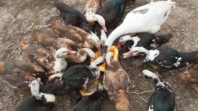 Ducks geese and muscovy ducks eat pumpkin in poultry. Poultry feeds in yard. Domestic birds eating. Farm birds eating raw pumpkin on poultry