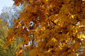 beautiful colors of autumn
