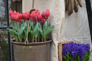 Kwitnące czerwone tulipamy w ozdobnym metalowym wiadrze
